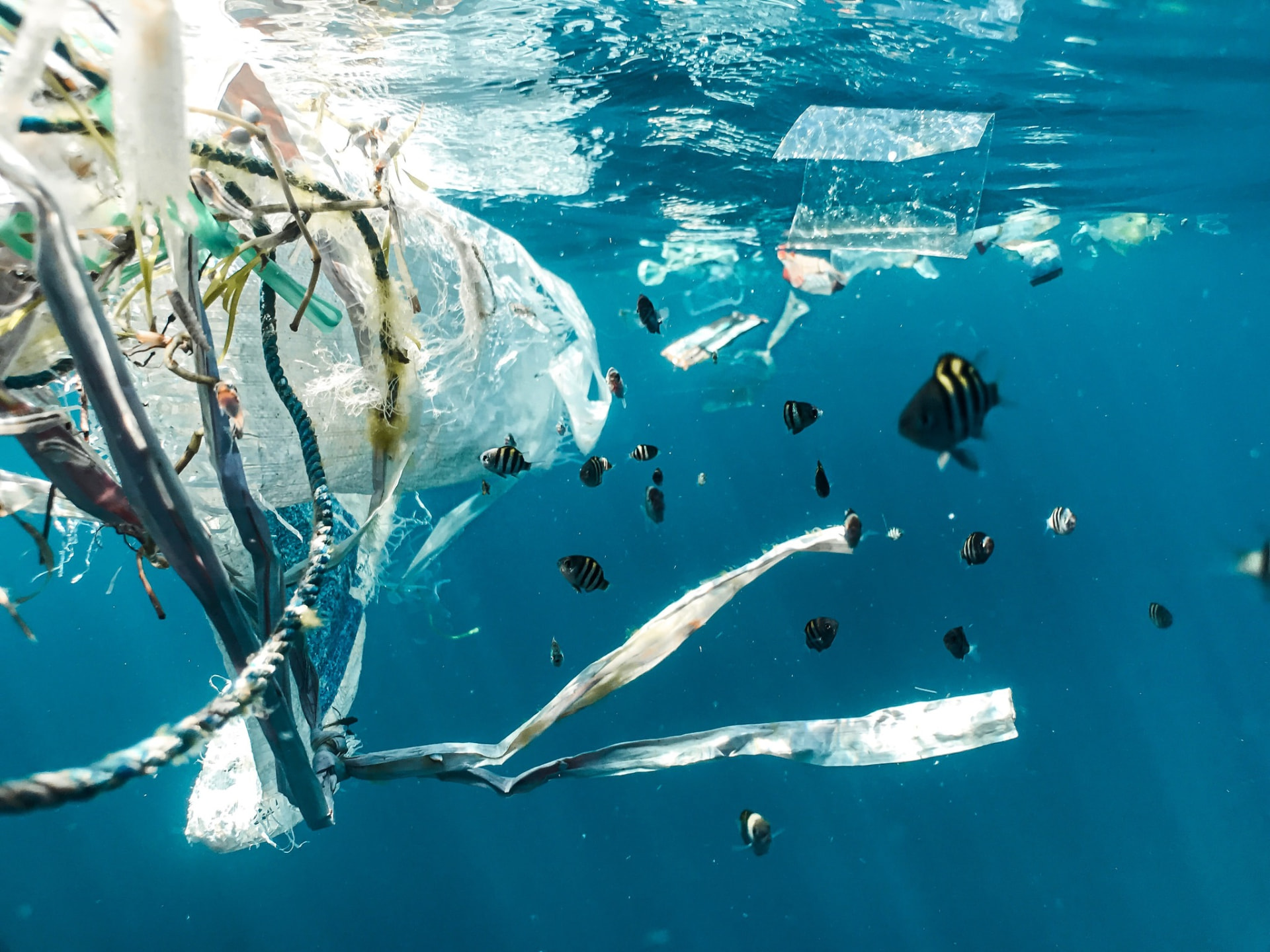 Plastic debris floating in the ocean